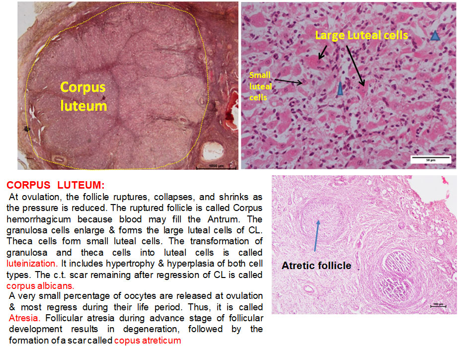 Ductus Deferens 2
