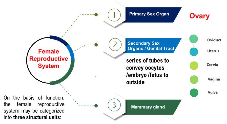 Ductus Deferens 3