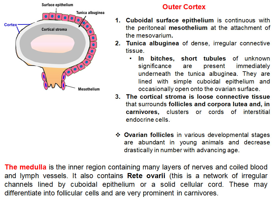 Ductus Deferens 3