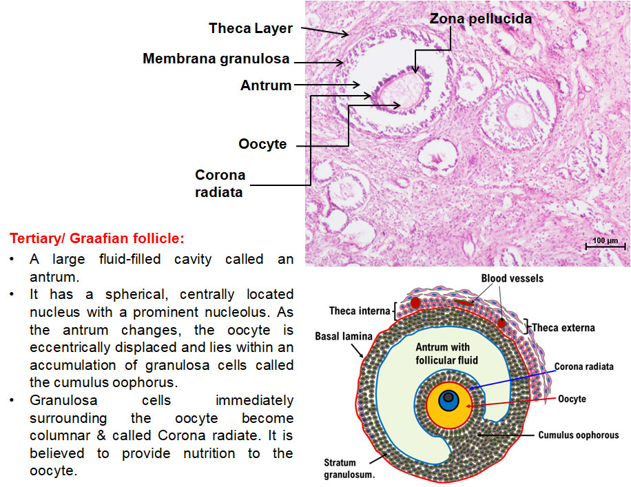 Ductus Deferens 2