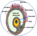 Oviduct