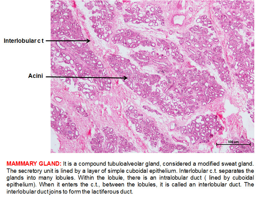 Ductus Deferens 2