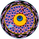 Ovarian Follicles