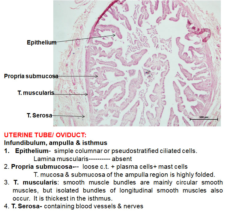 Ductus Deferens 2