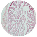 Oviduct