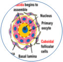 Ovarian Follicles