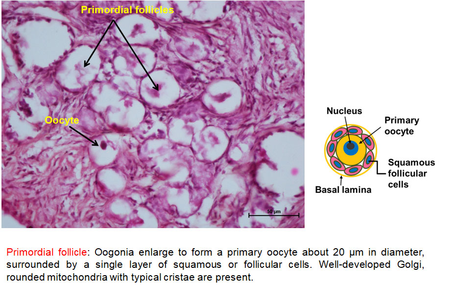 Ductus Deferens 2