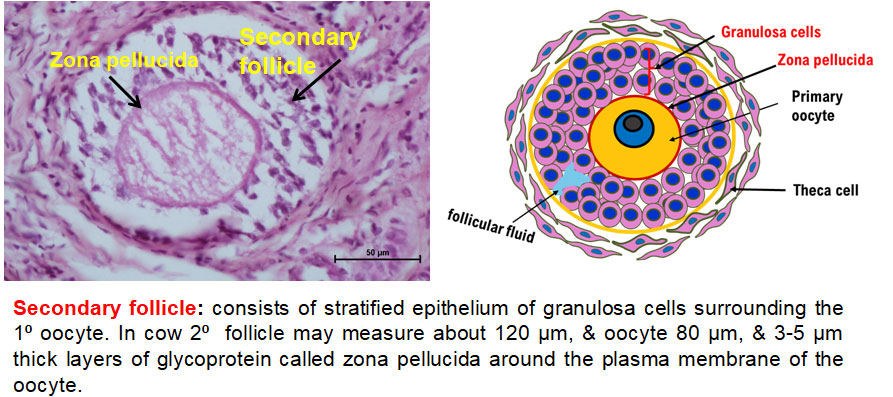 Ductus Deferens 2
