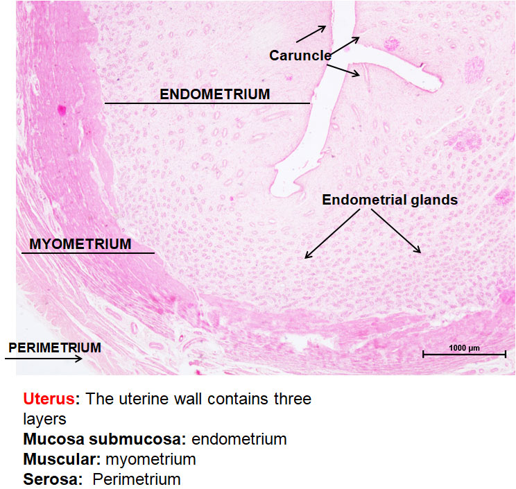 Ductus Deferens 2
