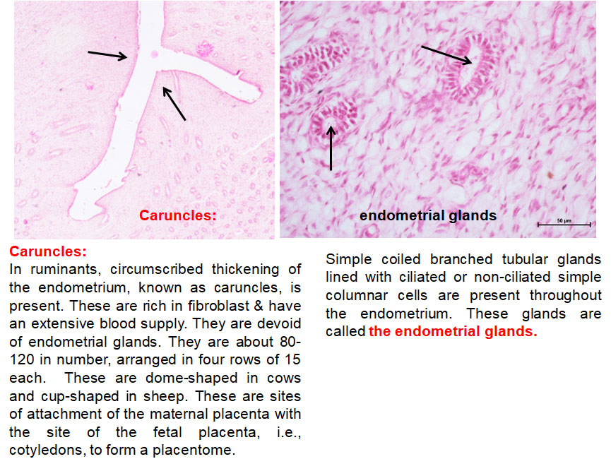 Ductus Deferens 2
