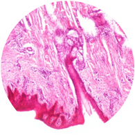 Thyroid Gland