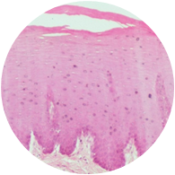 Pituitary Gland