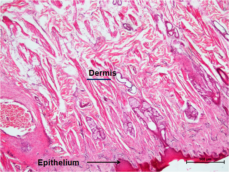 Oesophagus 2