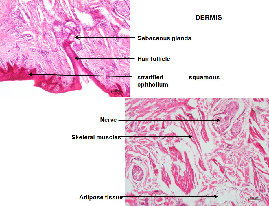 Oesophagus 4